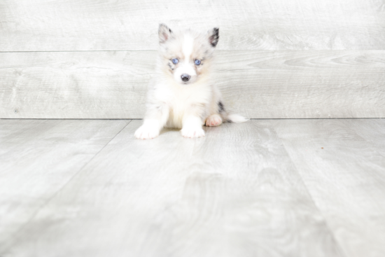 Energetic Mini Husky Designer Puppy