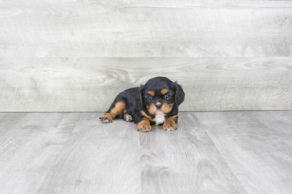 Playful Cavalier King Charles Spaniel Baby