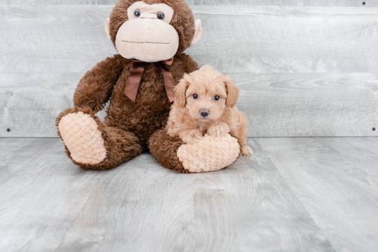 Little Maltepoo Poodle Mix Puppy