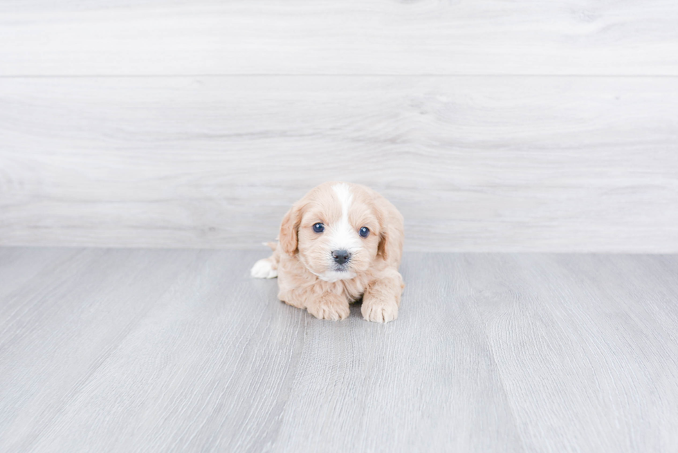 Little Cavoodle Poodle Mix Puppy