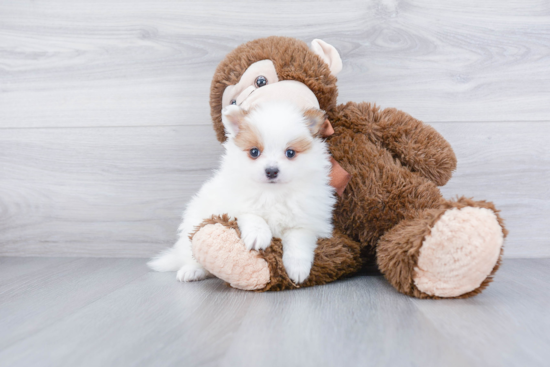 Hypoallergenic Pomeranian Baby