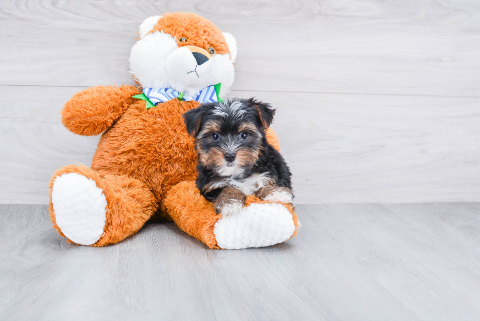 Meet Diddy - our Yorkshire Terrier Puppy Photo 