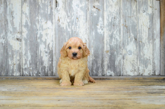 Cavapoo Pup Being Cute