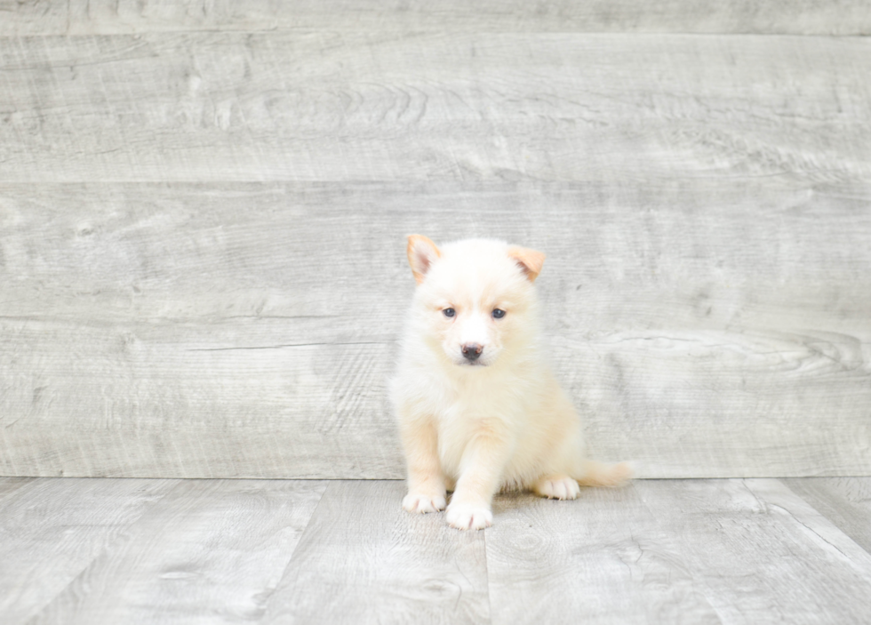 Hypoallergenic Mini Husky Designer Puppy