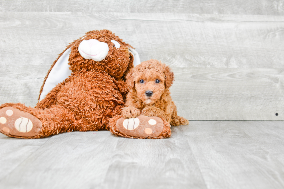 Friendly Poodle Purebred Pup