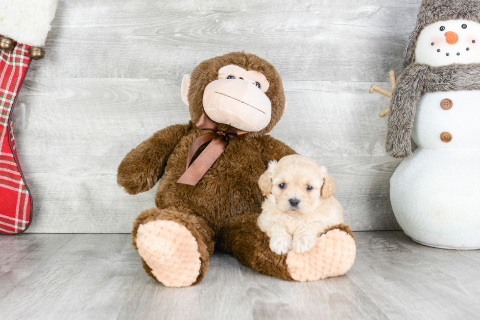 Cavachon Pup Being Cute