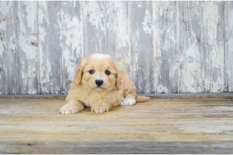 Cavachon Puppy for Adoption