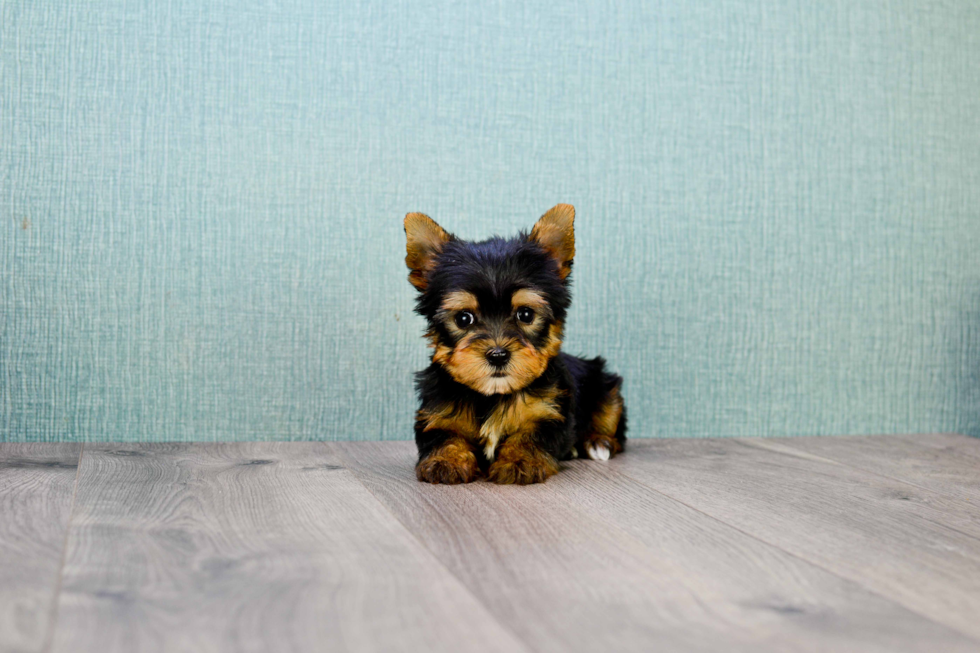 Meet Ronaldo - our Yorkshire Terrier Puppy Photo 