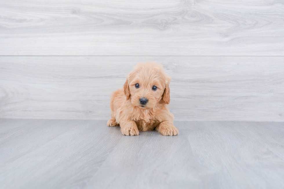 Smart Mini Goldendoodle Poodle Mix Pup