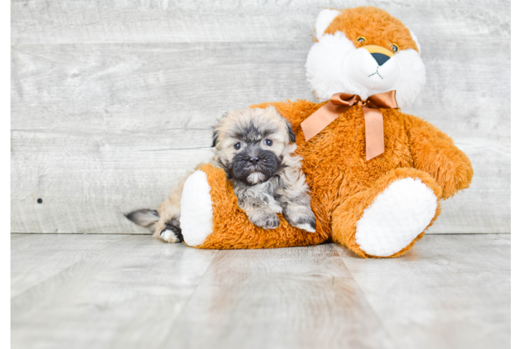 Havanese Puppy for Adoption