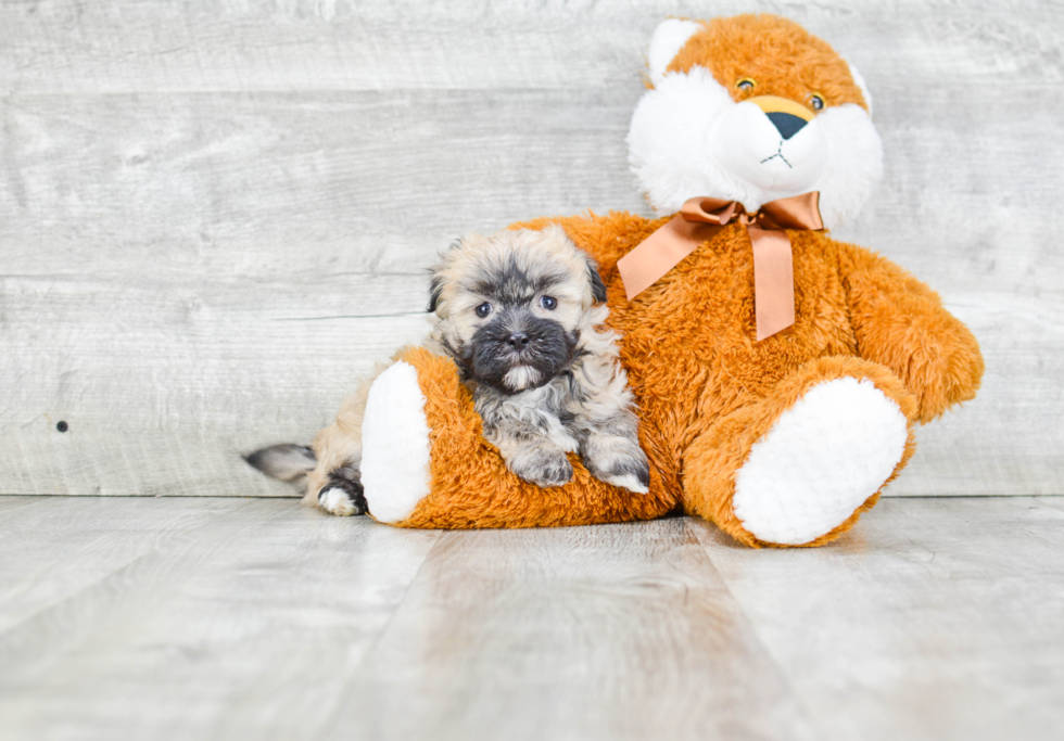 Havanese Puppy for Adoption