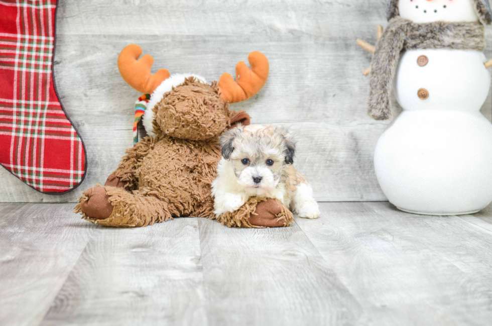 Friendly Havanese Baby