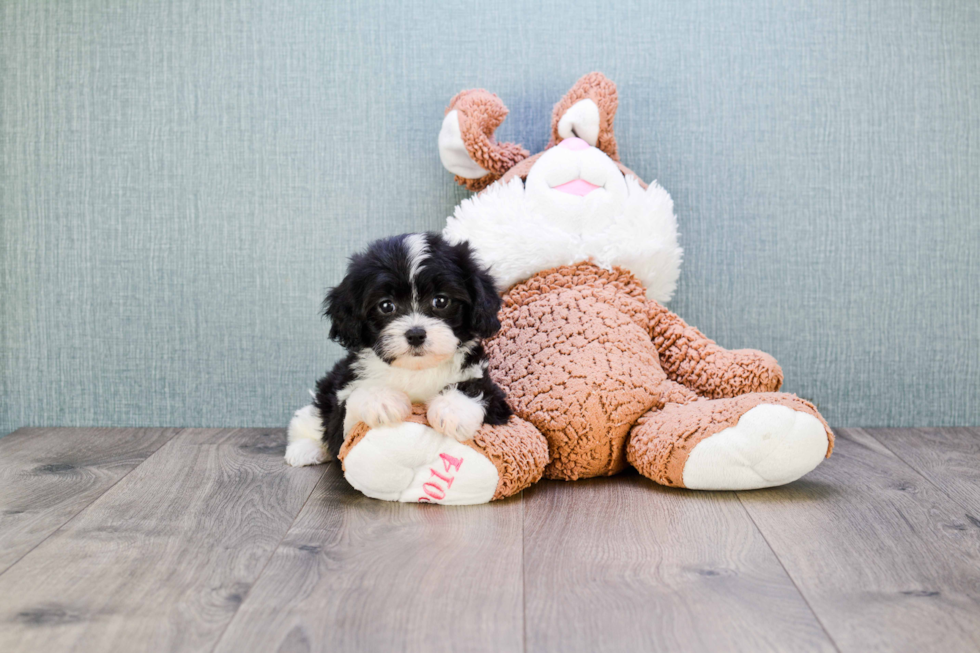 Cavapoo Pup Being Cute