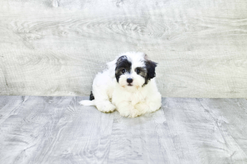 Best Havanese Baby