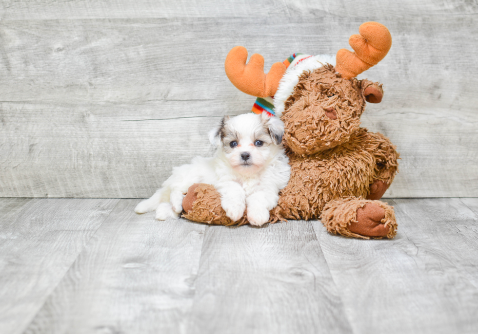 Popular Teddy Bear Designer Pup