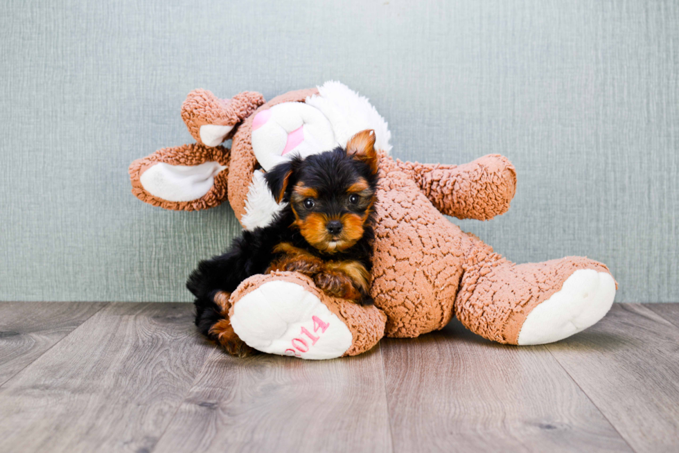 Meet Timmy - our Yorkshire Terrier Puppy Photo 