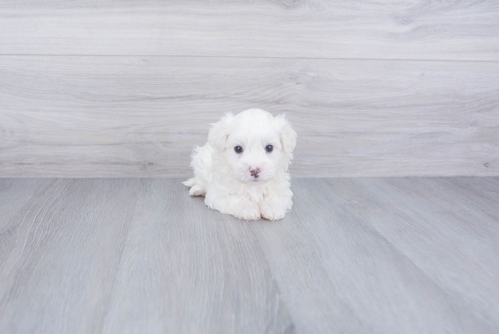 Best Havanese Baby