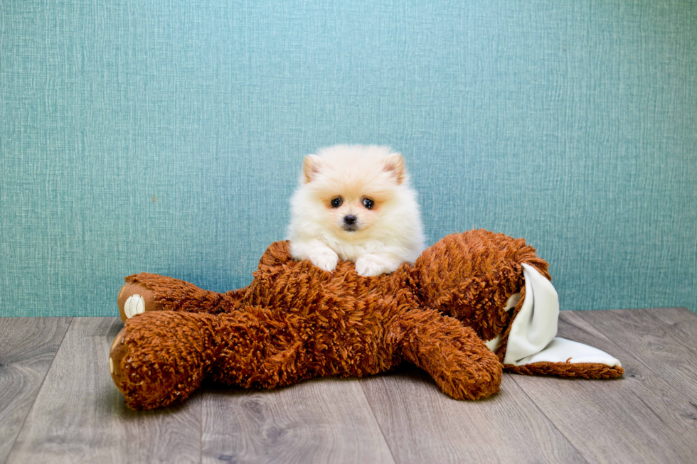 Playful Pomeranian Baby