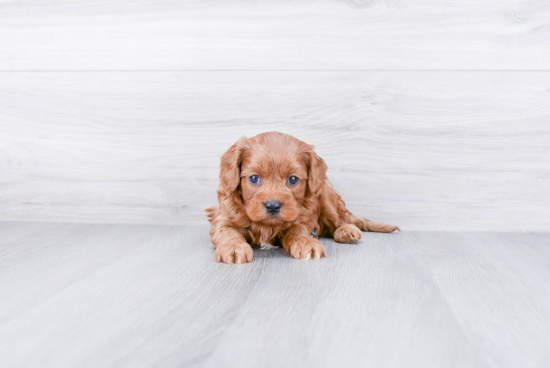 Cavapoo Pup Being Cute