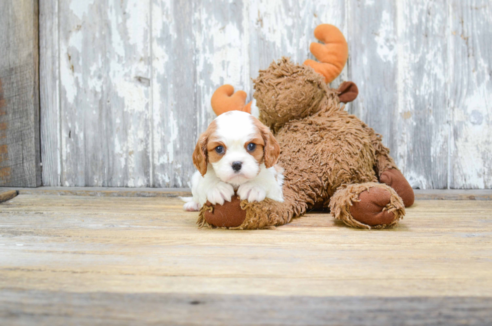 Best Cavalier King Charles Spaniel Baby