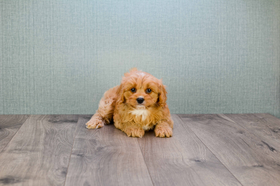 Popular Cavapoo Poodle Mix Pup