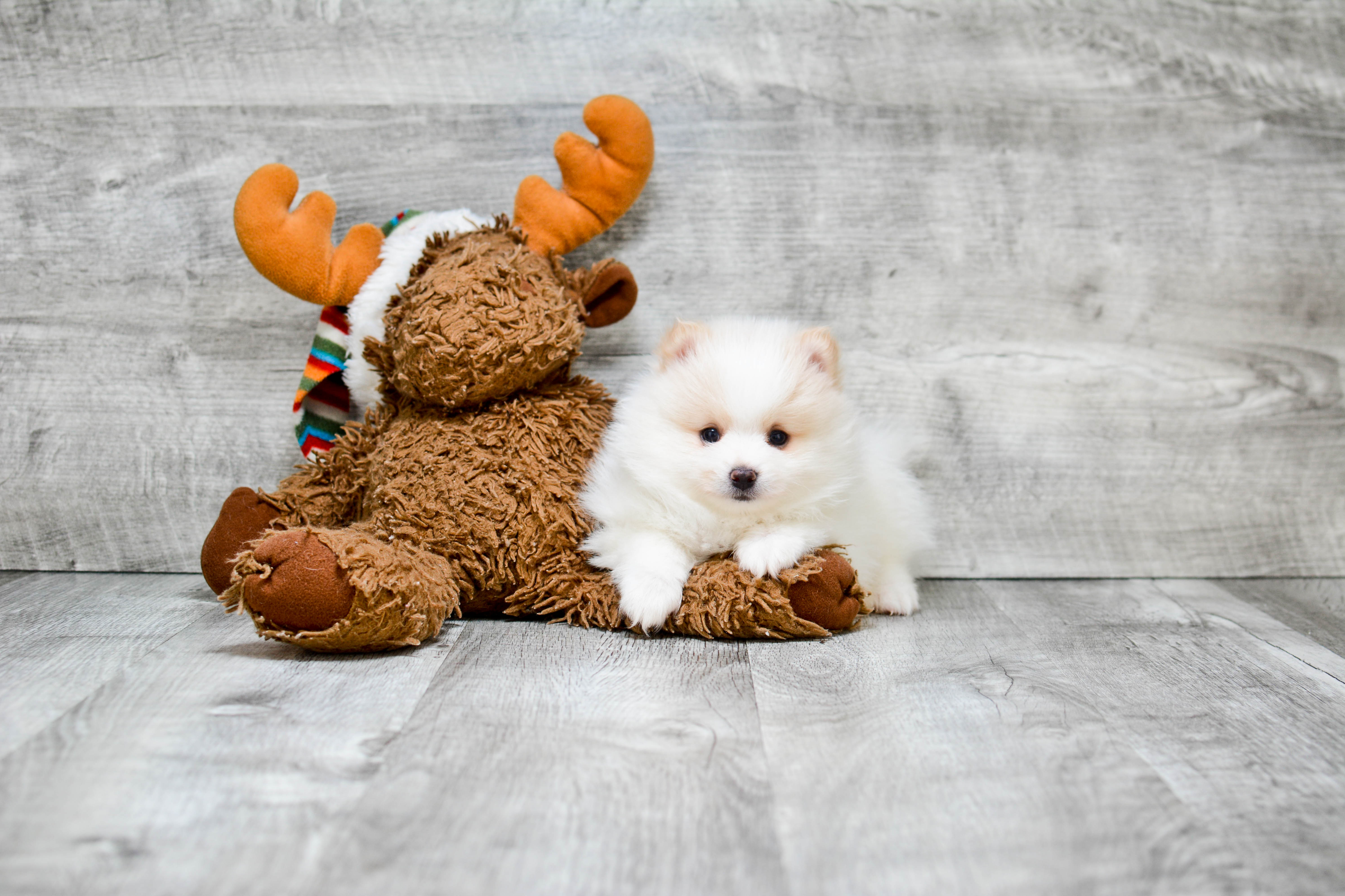 Funny Pomeranian Purebred Pup