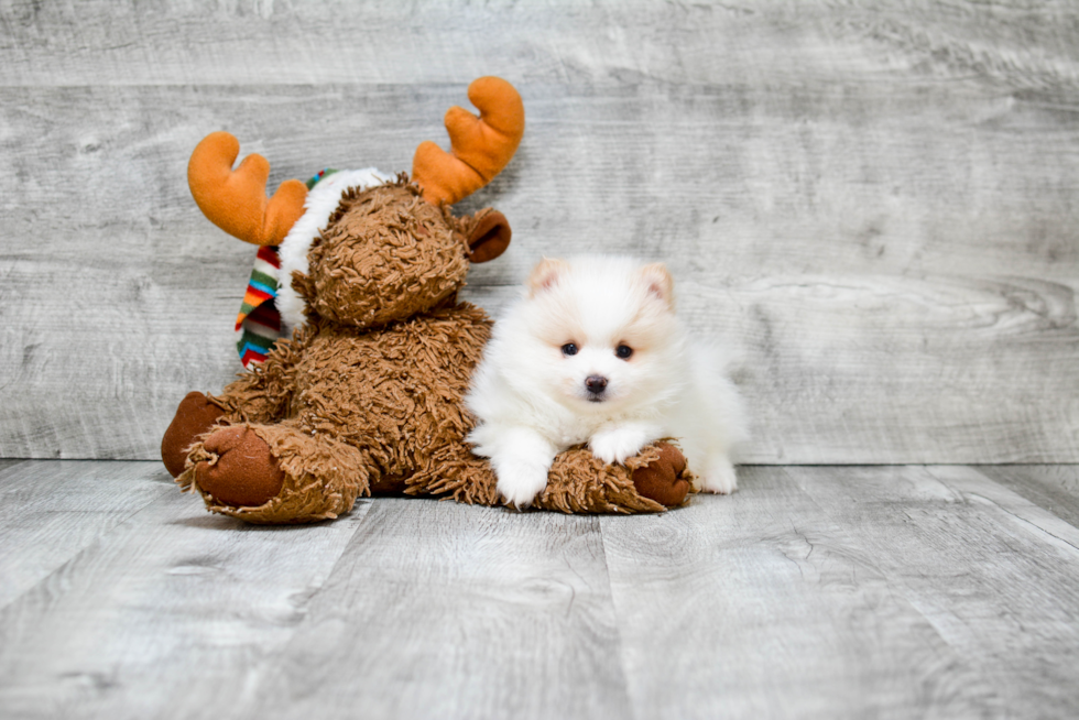 Funny Pomeranian Purebred Pup