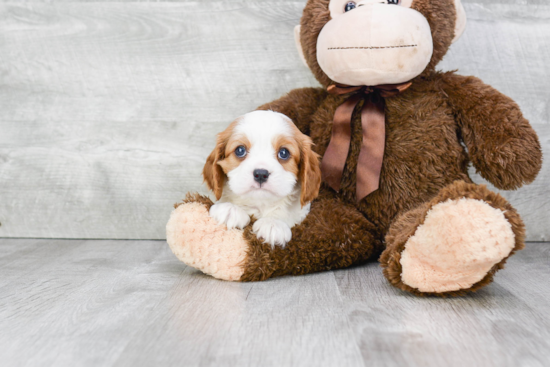 Playful Cavalier King Charles Spaniel Purebred Pup