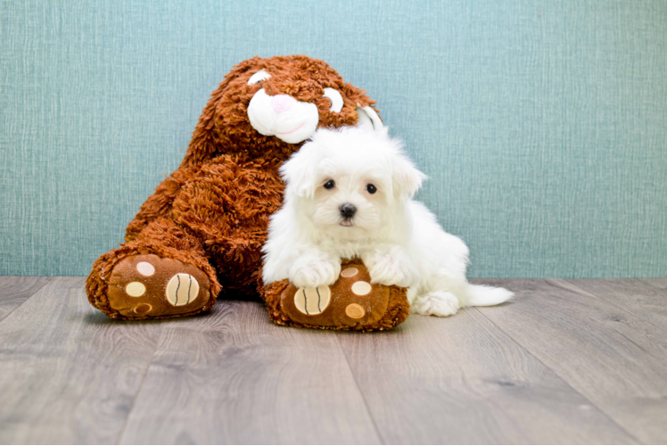 Playful Maltese Baby