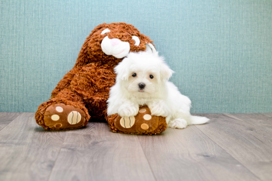 Playful Maltese Baby