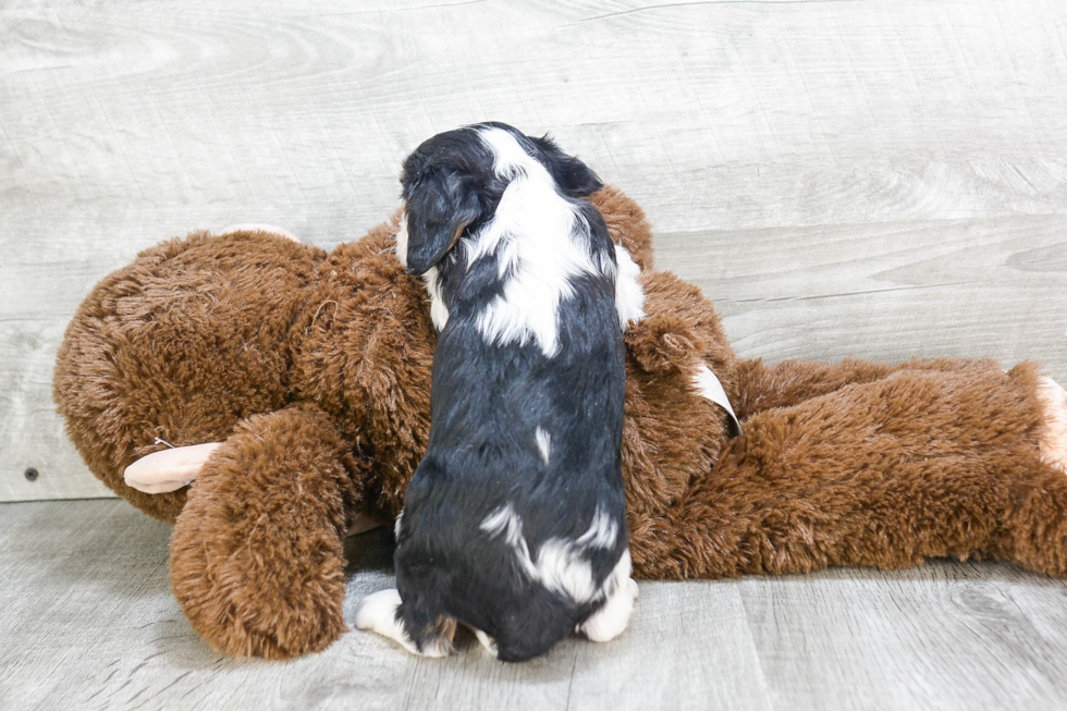 Best Cavalier King Charles Spaniel Baby