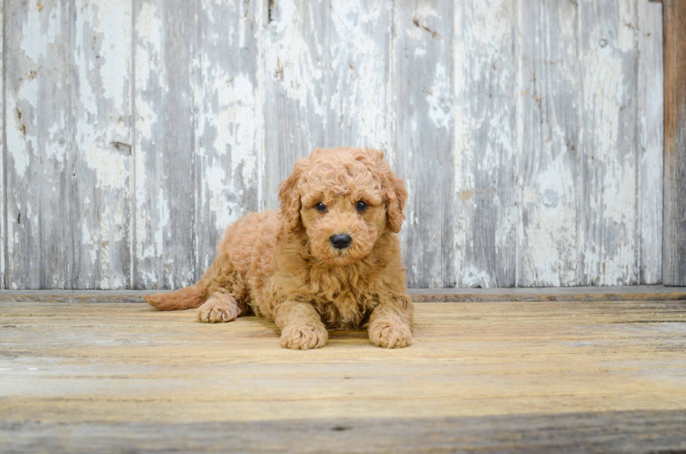 Happy Mini Goldendoodle Baby