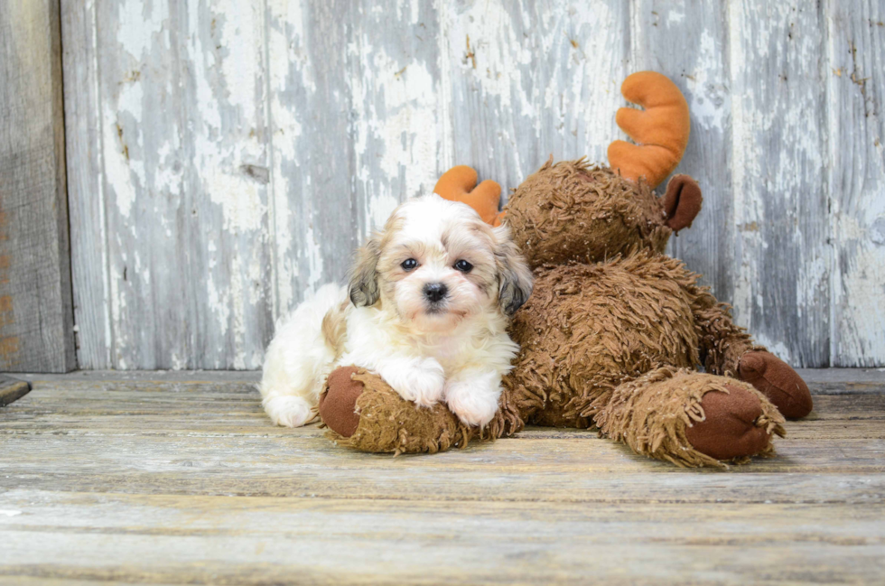 Happy Teddy Bear Baby