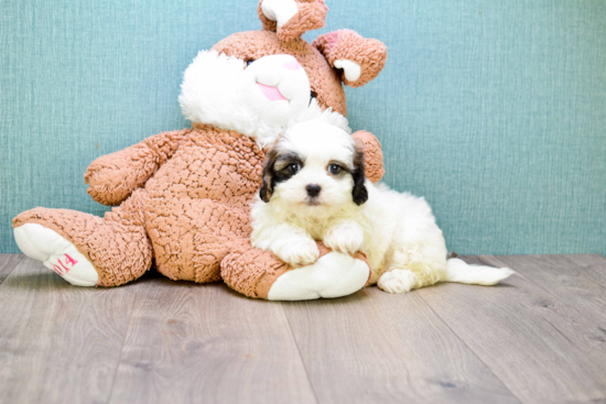 Fluffy Teddy Bear Designer Pup