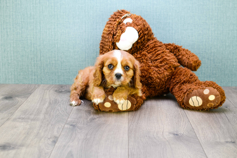 Cavalier King Charles Spaniel Pup Being Cute