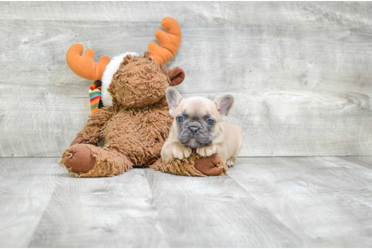 Petite Frenchie Purebred Puppy