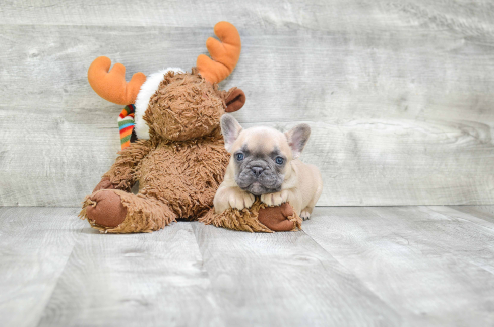 Petite Frenchie Purebred Puppy