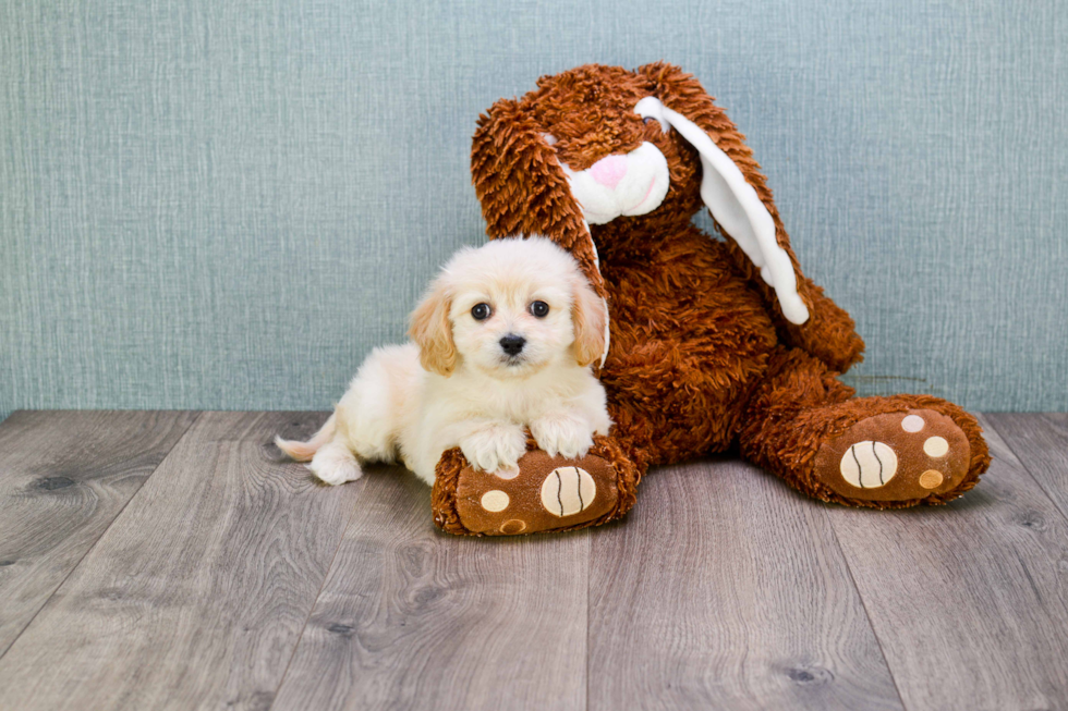 Energetic Cavalier Designer Puppy