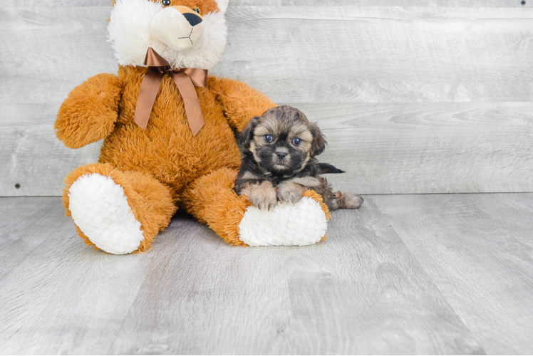 Friendly Teddy Bear Baby