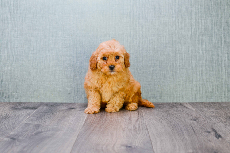 Smart Mini Goldendoodle Poodle Mix Pup