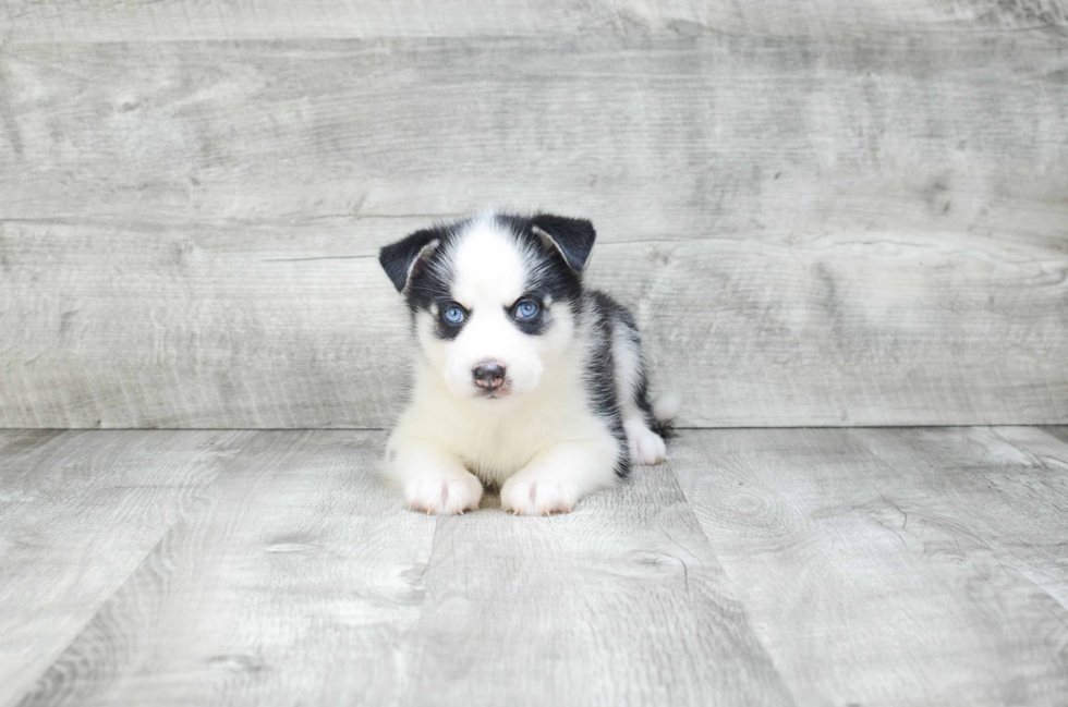 Best Pomsky Baby