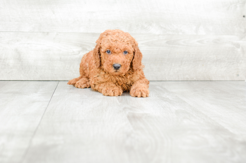 Best Mini Goldendoodle Baby