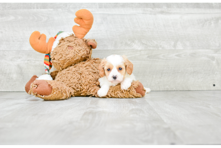 Cavapoo Pup Being Cute