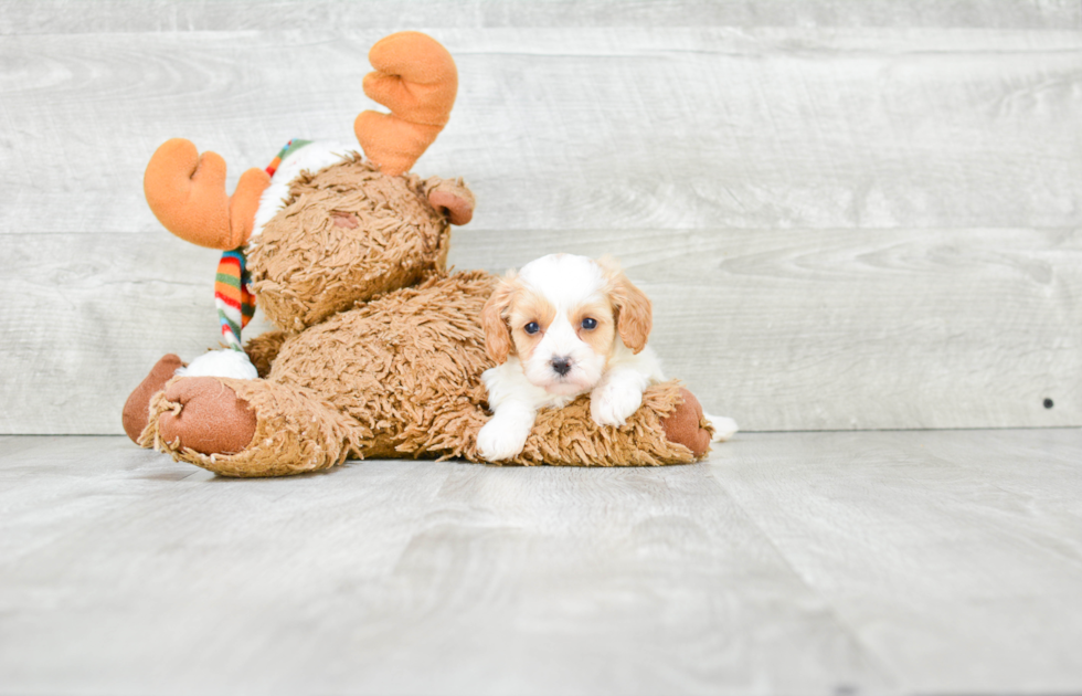 Cavapoo Pup Being Cute