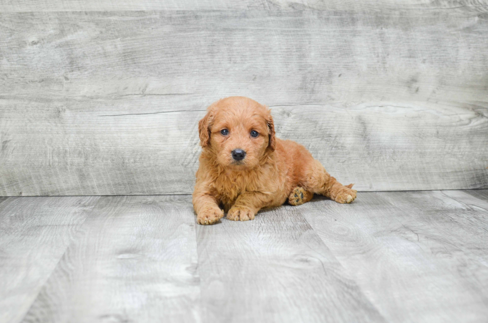 Mini Goldendoodle Puppy for Adoption