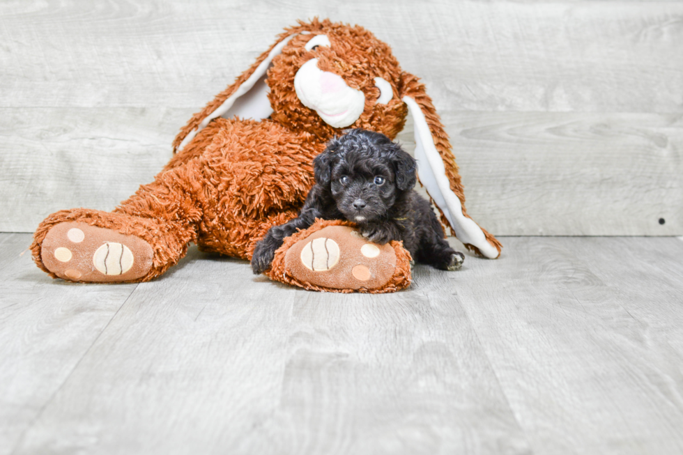 Smart Mini Aussiedoodle Poodle Mix Pup