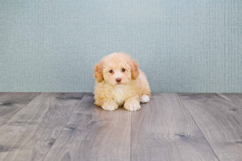 Maltipoo Puppy for Adoption