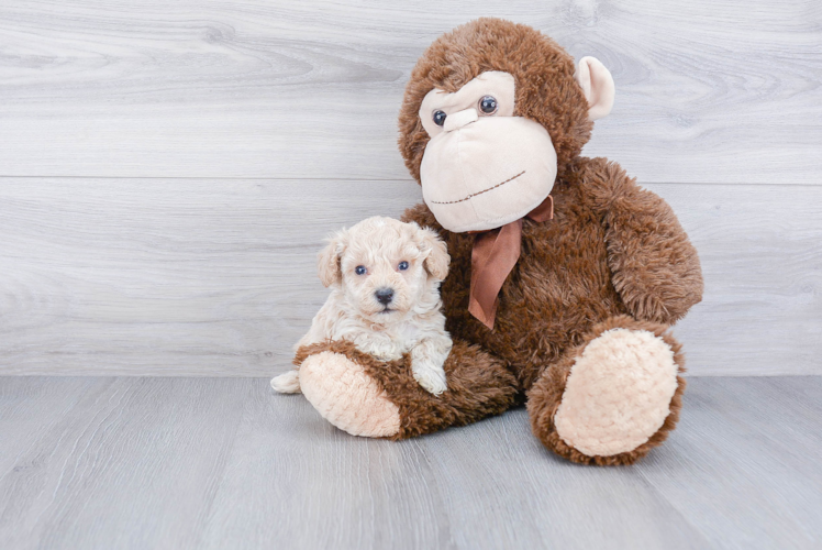 Best Maltipoo Baby