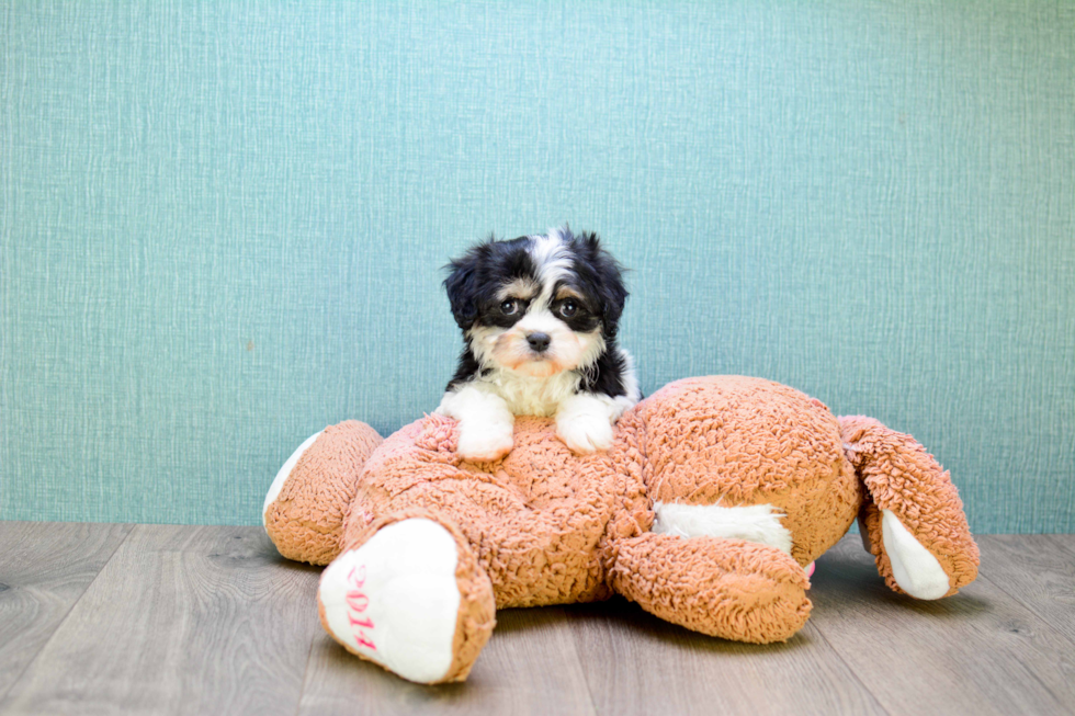 Cavachon Puppy for Adoption