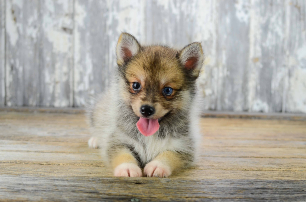 Playful Mini Husky Designer Puppy